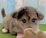Mini Pomskydoodle Puppies For Sale Fairfield Furbabies